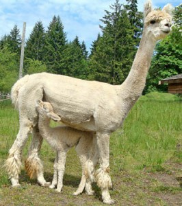 Katie & cria lovely small_edited-1