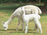 cora_cria_ju07_edited-2