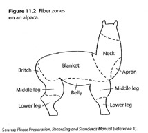  1. Blanket 2. Britch 3. Neck 4. Middle or upper leg 5. Lower leg 6. Belly